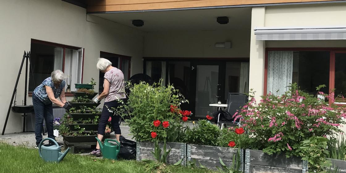 Jordbærpyramiden treng stell og vatn!