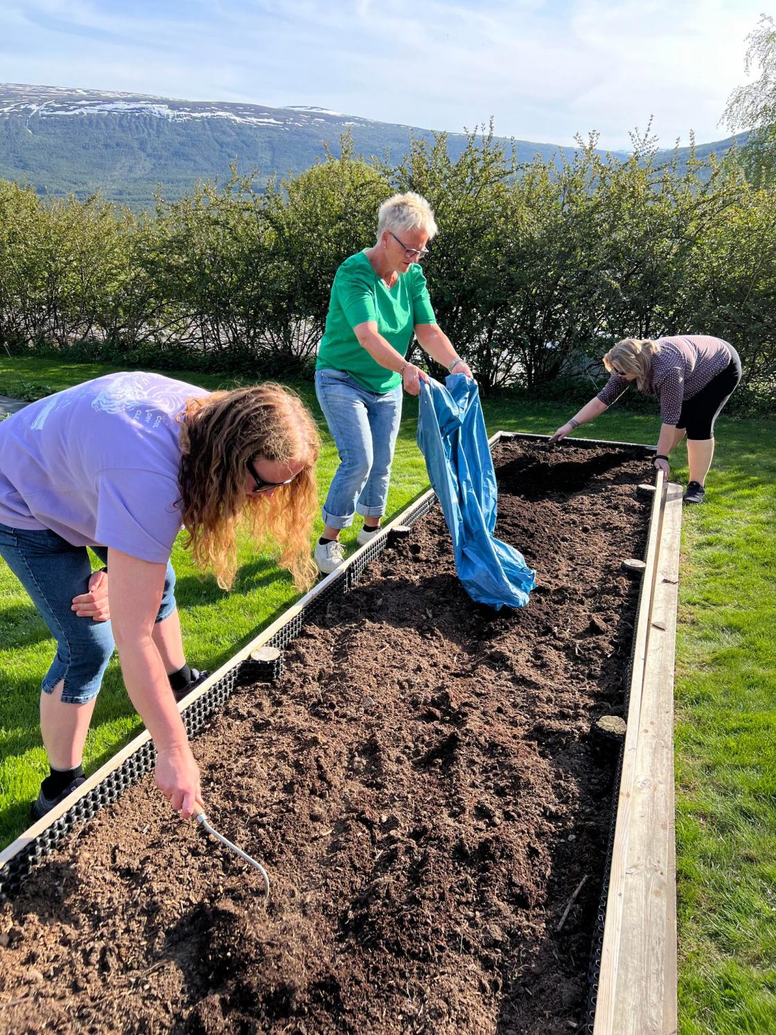 Her haes fjorårets drivhusjord i.
