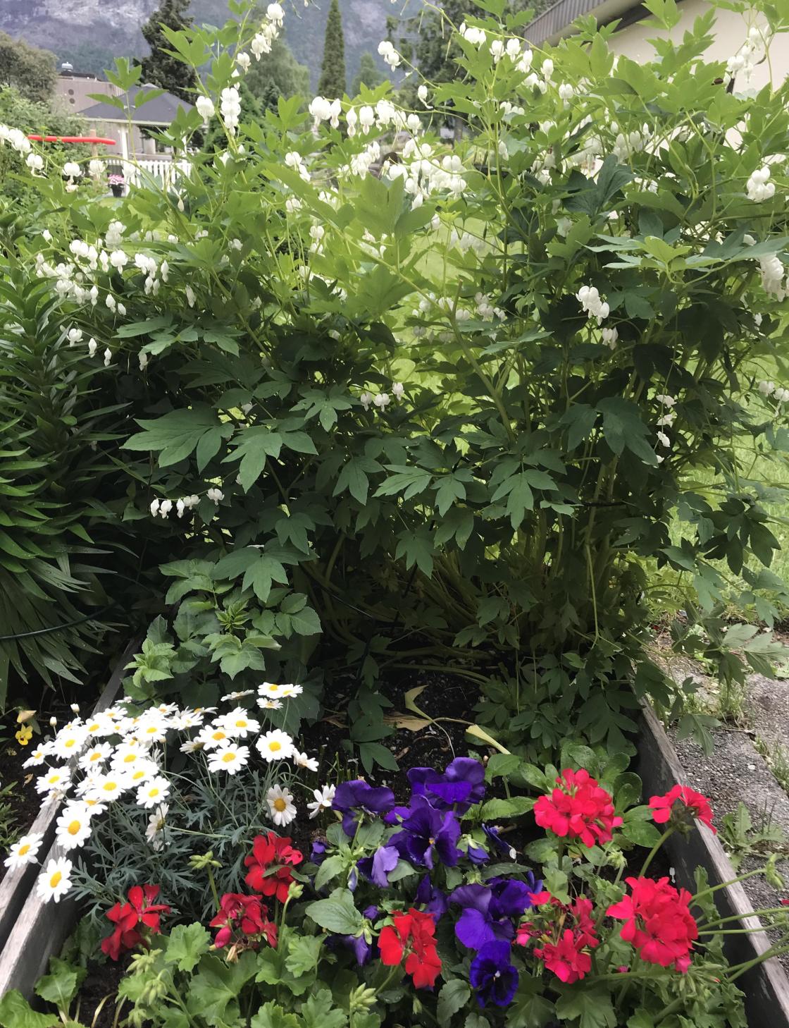 Kvit løynantshjerte og sommarblomster.