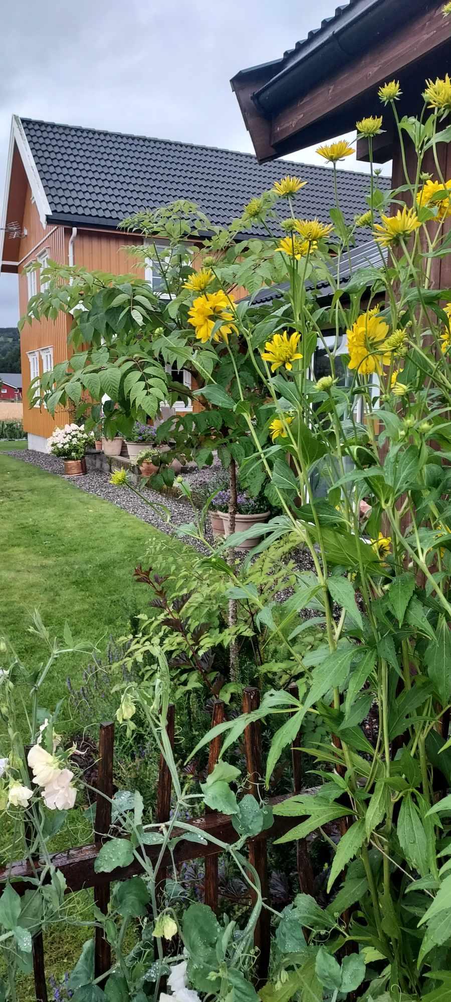 stauder og grønnsaker mot vegg