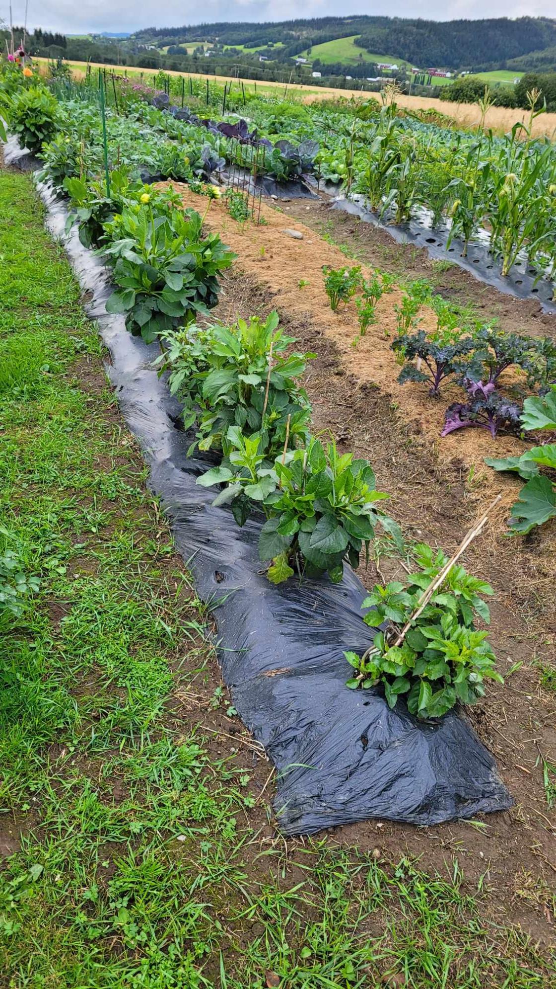 Rader med stauder og grønnsaker