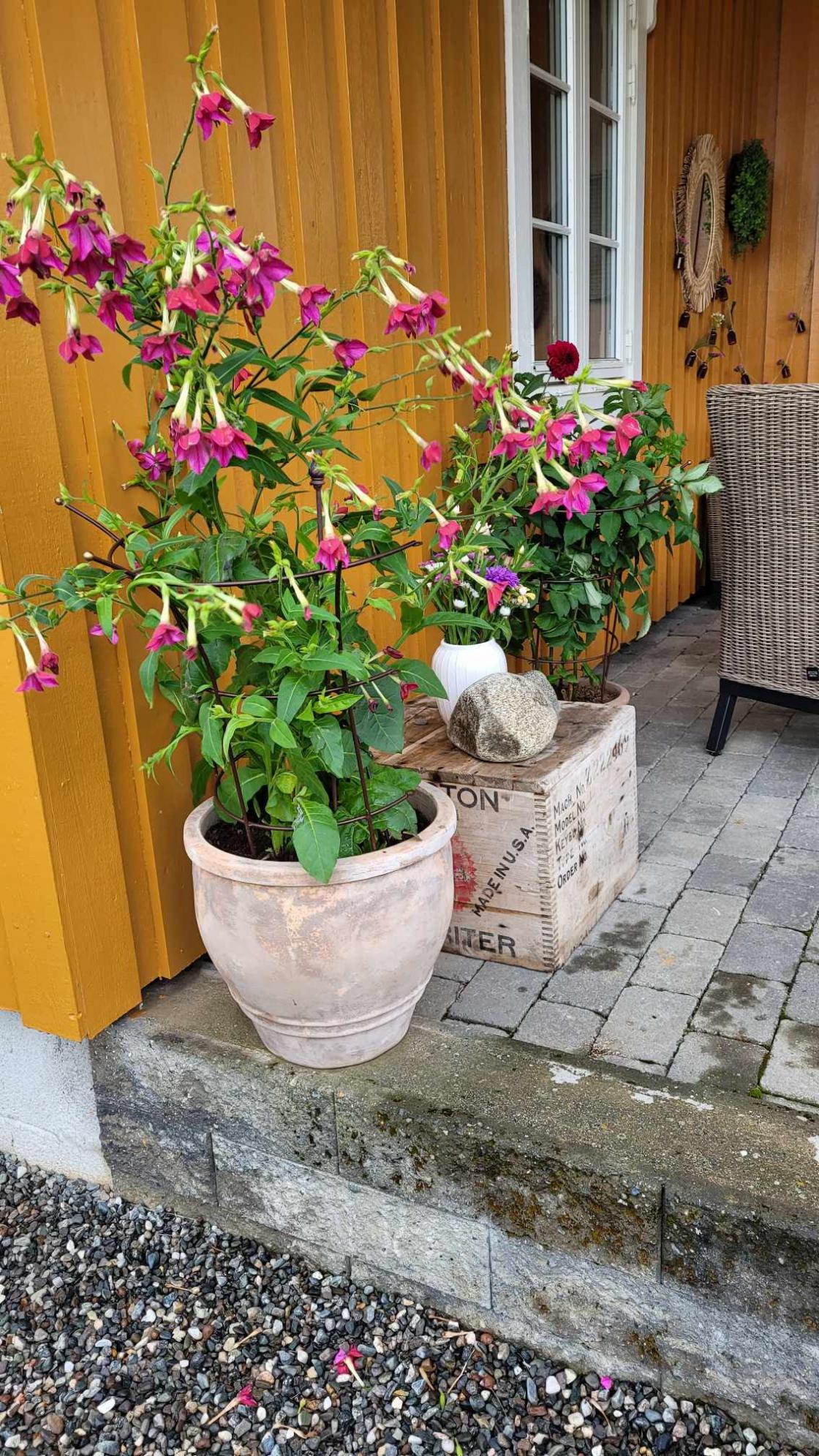 Potter med stauder på trapp