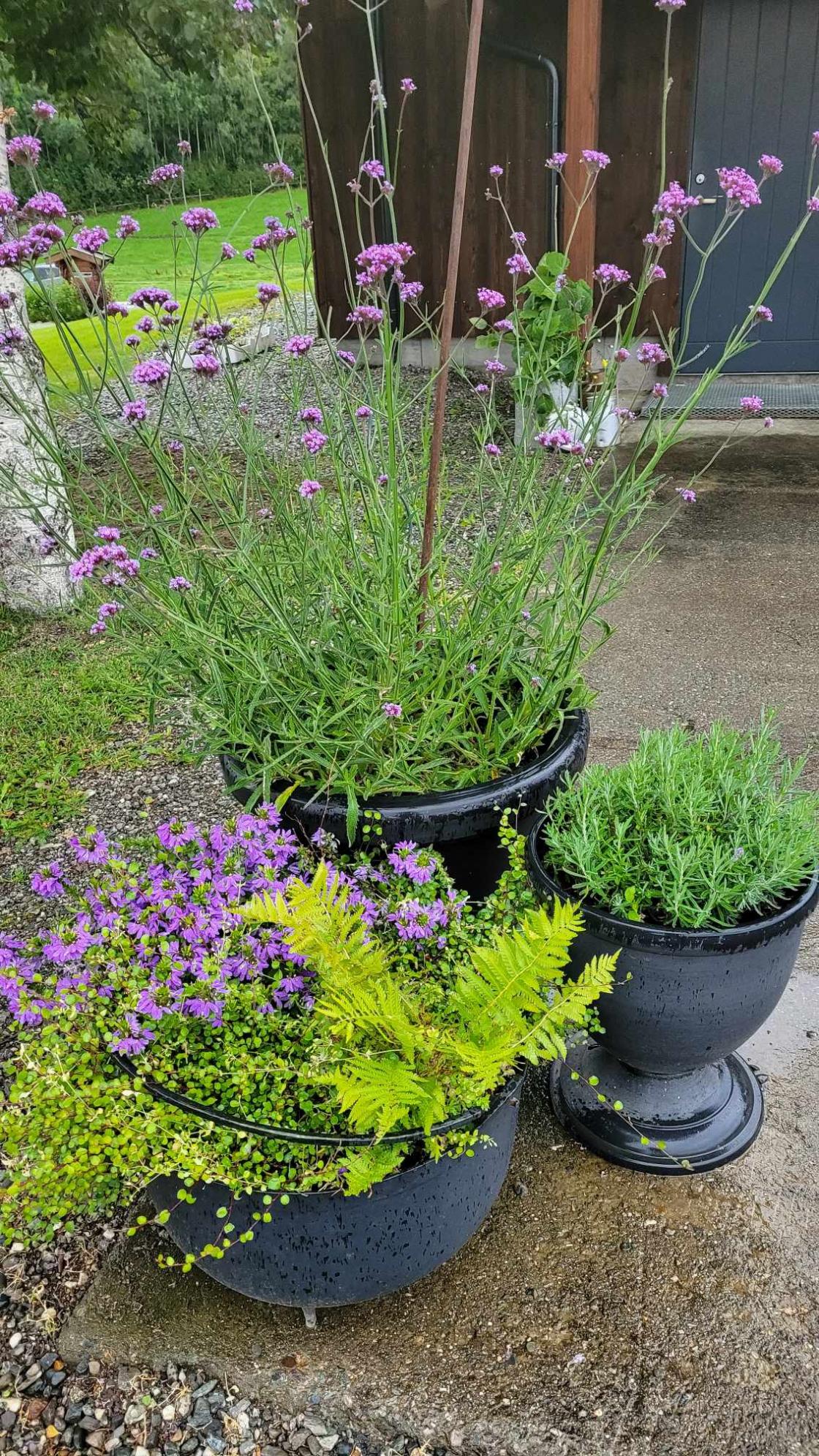 Store potter med stauder