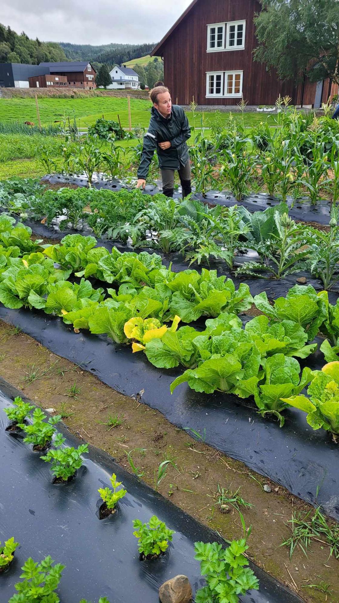 Eier/driver står blant grønnsaksradene og forteller om hagen