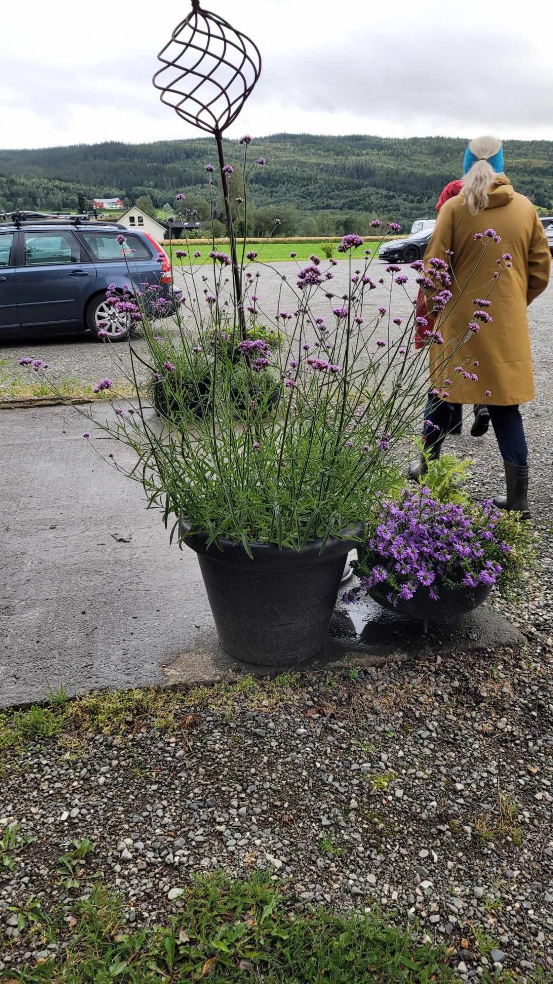 Menneske går forbi store potter med stauder