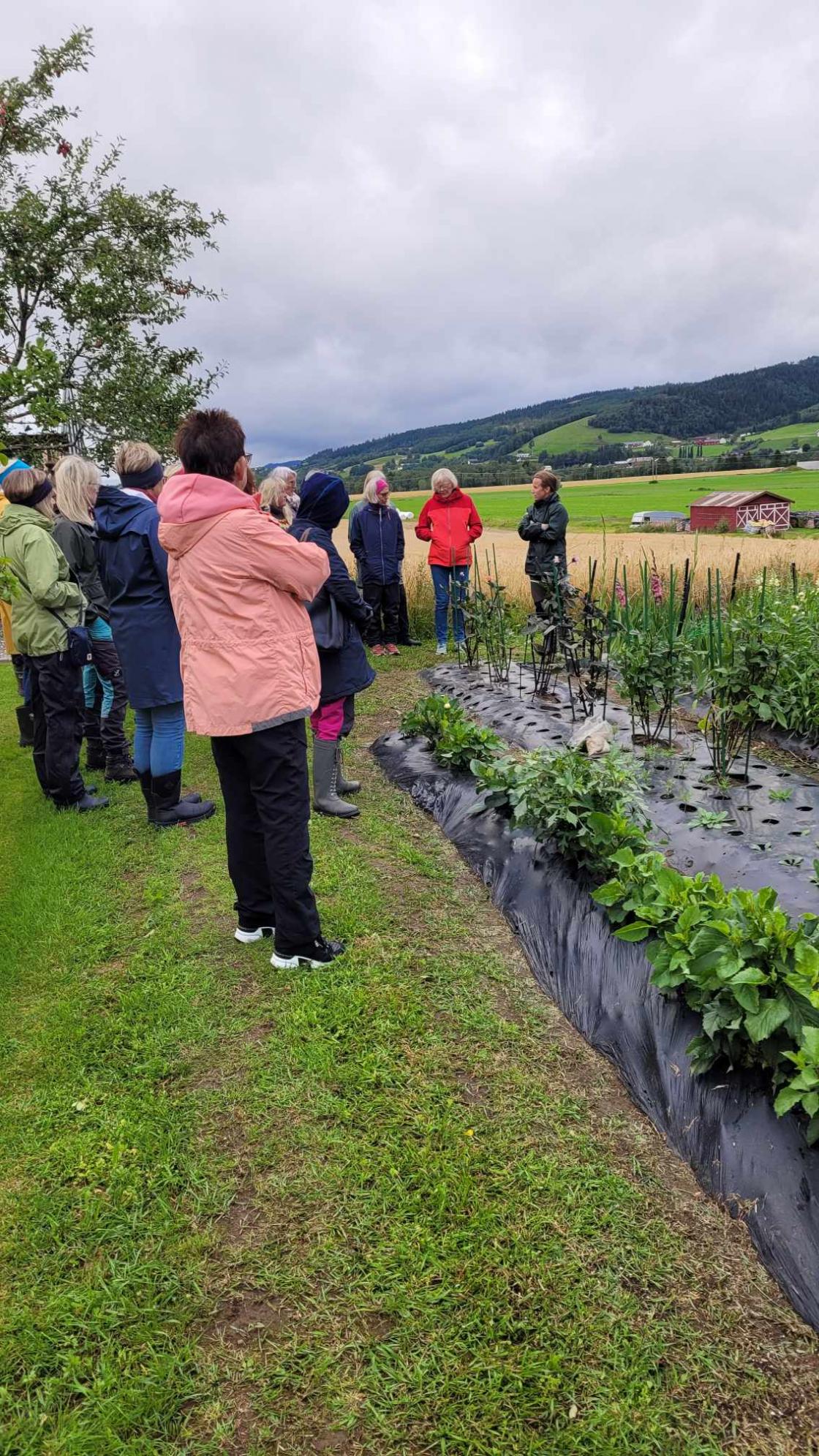 Hagevandrere står ved grønnsaksrader og lytter til informasjon om hagen