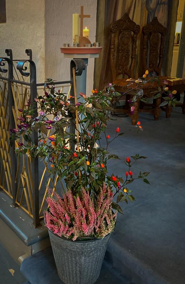 Fargerik Chilie, bare se ikke smake