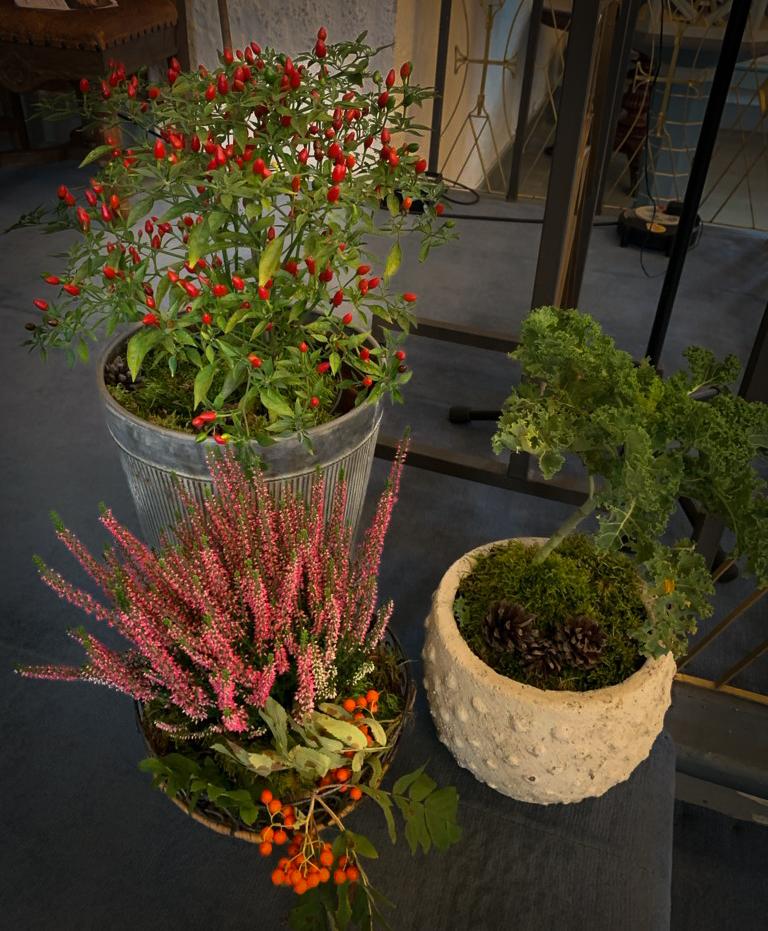 Små røde Chilie, grønnkål og litt fargerik lyng, er lik: HØST