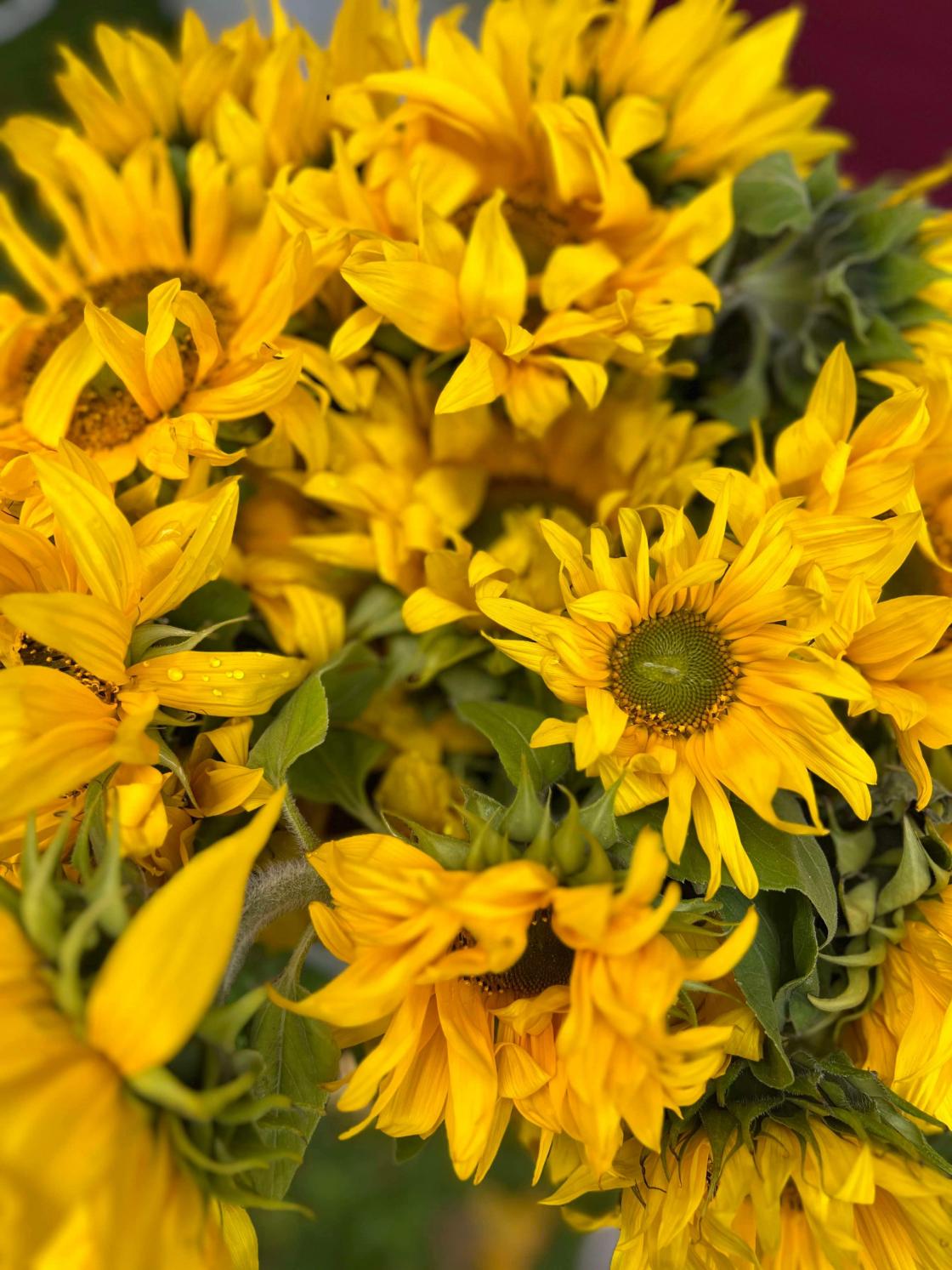 Annes solsikker og lin leverte nydelige solsikker.