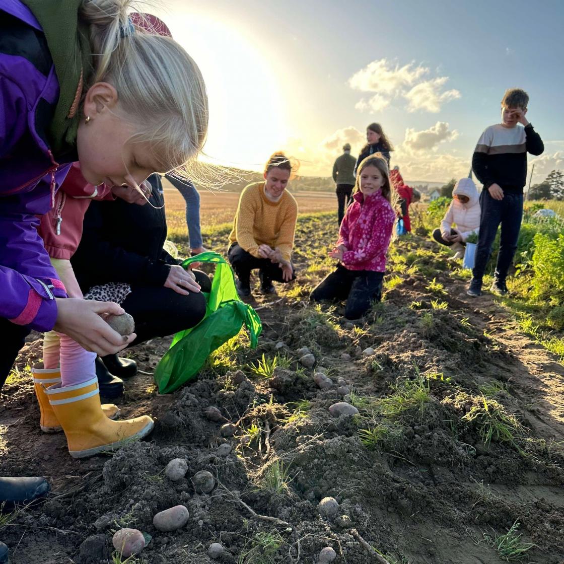 Plukker poteter Foto Ingvild Vestby Mehren