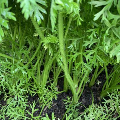 Gulrot treng tynning