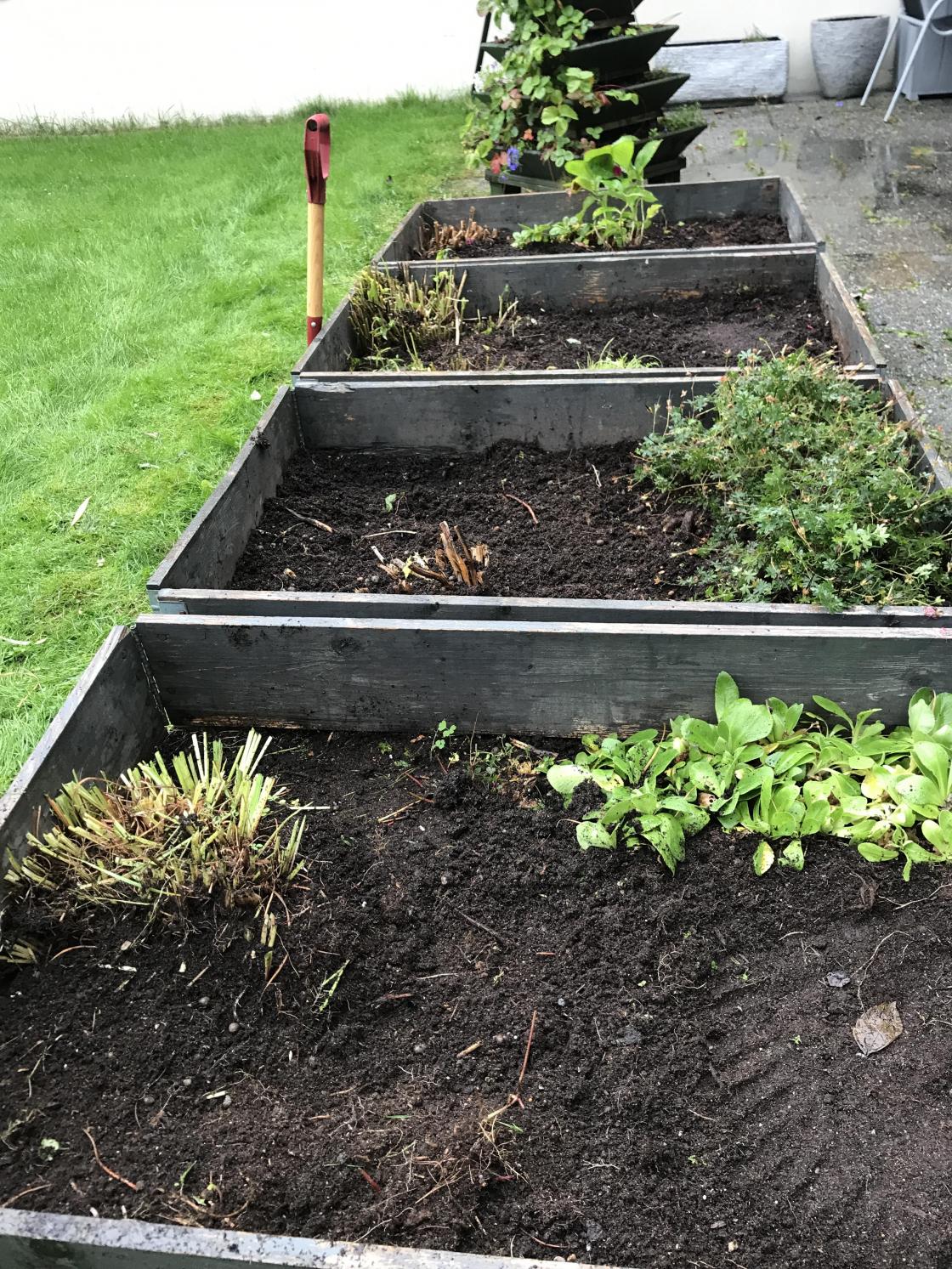 Pallekarmane rydda og klare med tulipanløkar i jorda.