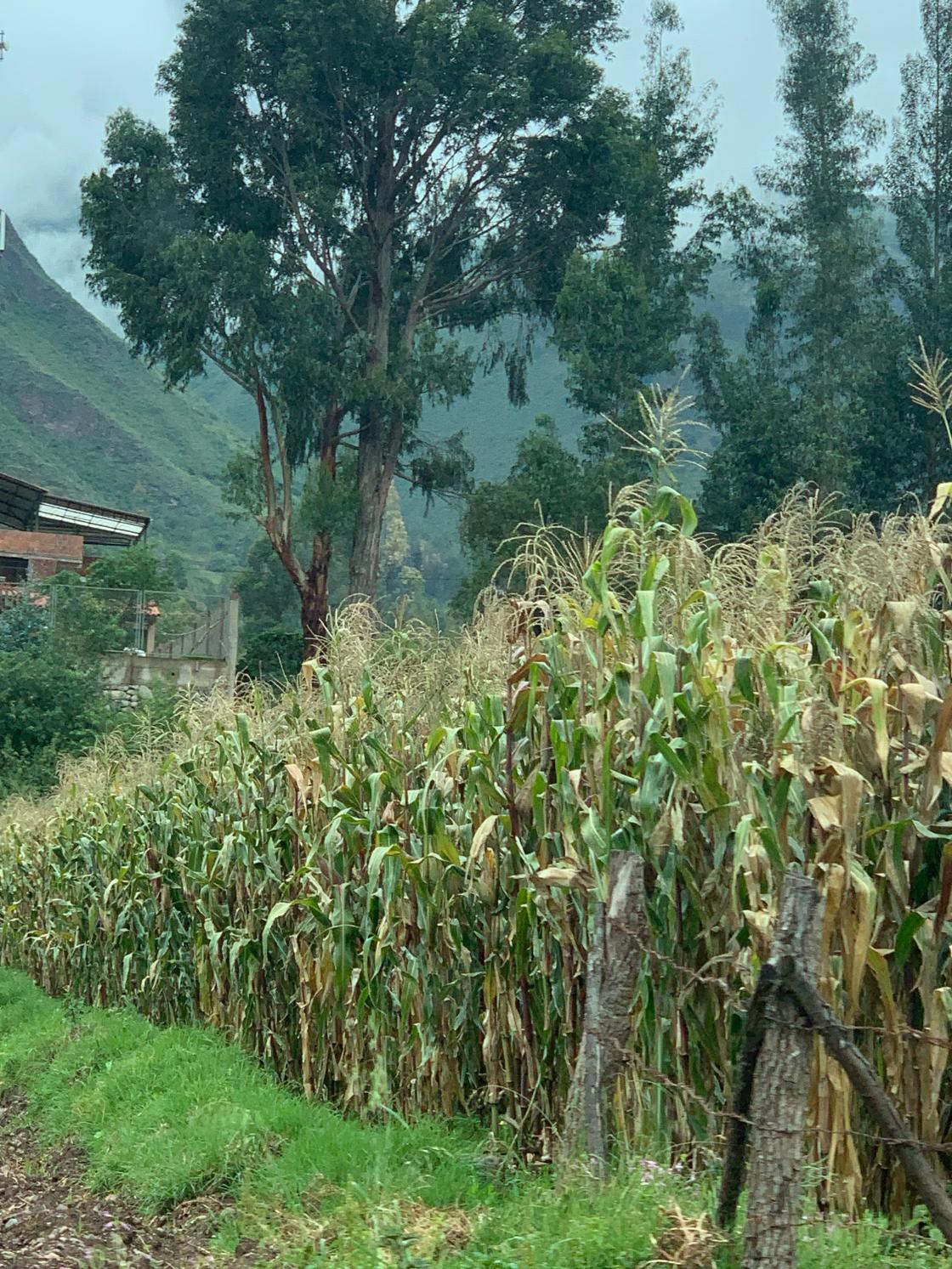 Det er mye dyrking av mais i Peru, kolbene blir store og saftig gule