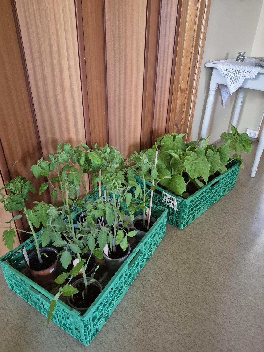 Tomat og agurkplanter