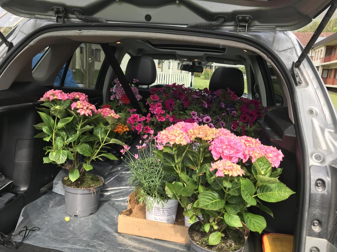 Bilen til Elinor fullasta med blomster.
