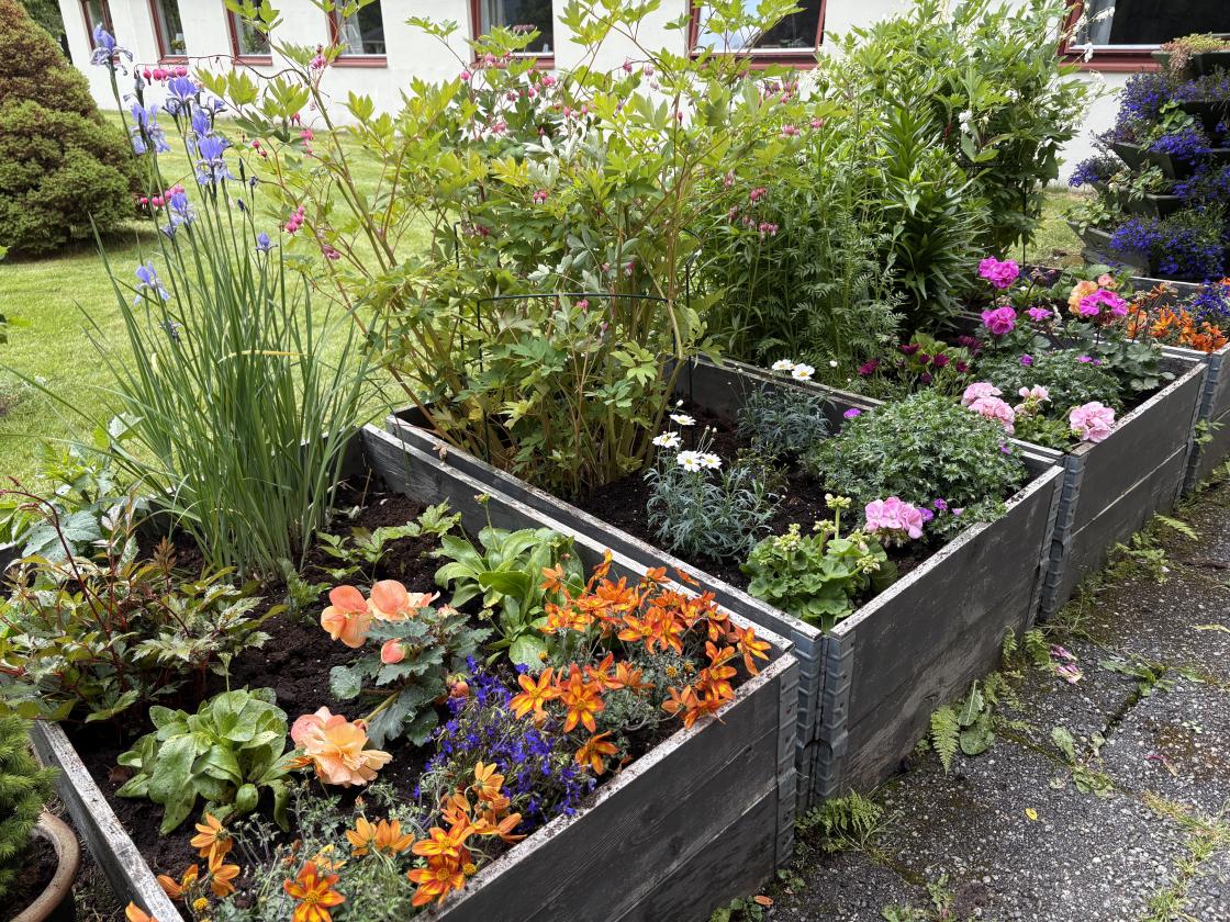 Sommerblomster som lyser opp!