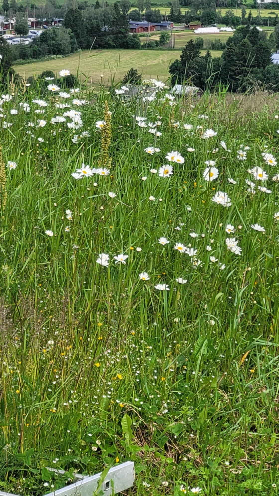 Eng med prestekrager og utsikt