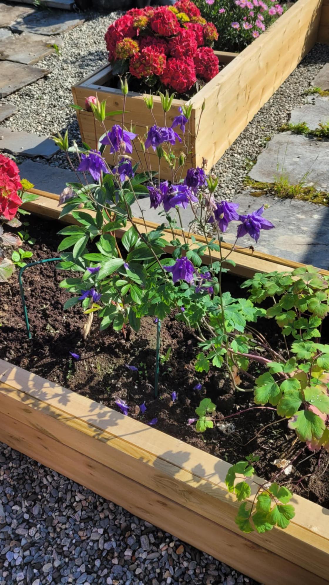 Blomster og urter i kasser