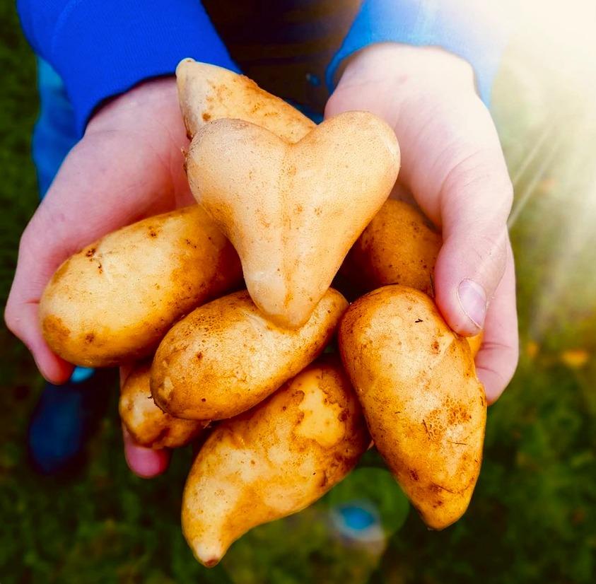 Potethjerter. Foto: Veslemøy Tveter Alm