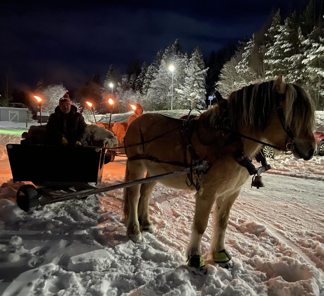 Hest og slede i vinterland!