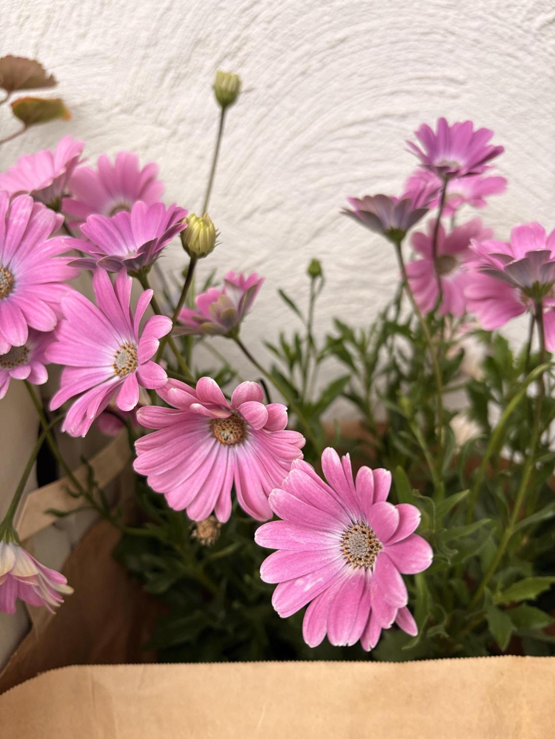 Linge Gartneri spanderte mange rosa margerittar