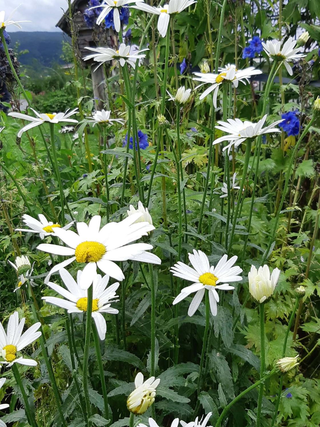 blomster i kjøkkenhage