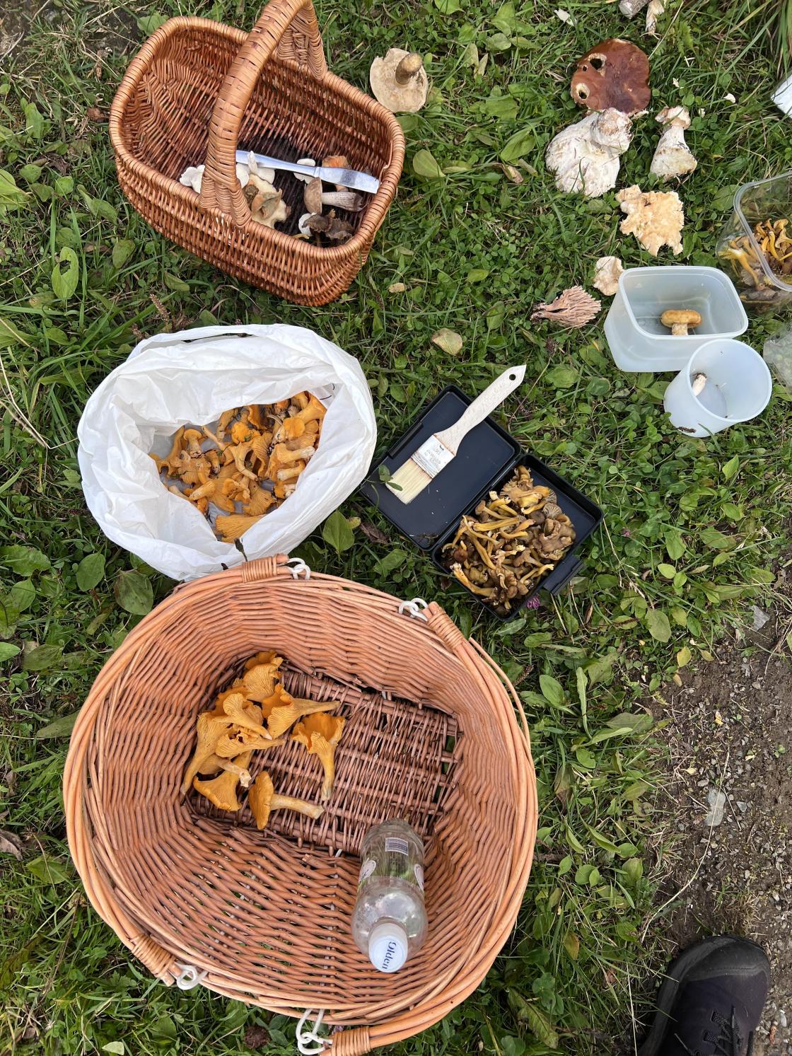 sanket sopp i kurver og bokser