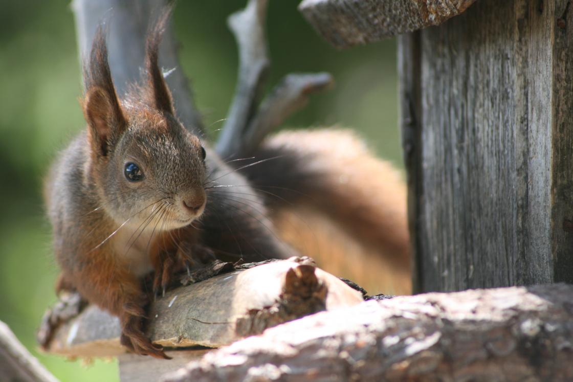 Du kommer nært på både dyr og fugler i tretoppene. Foto: tretopphytter.no