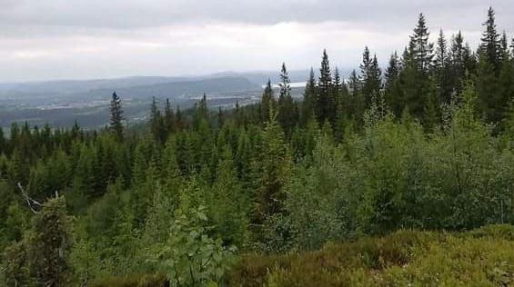 Utsikt til Trondheimsfjorden fra Sæteråsen