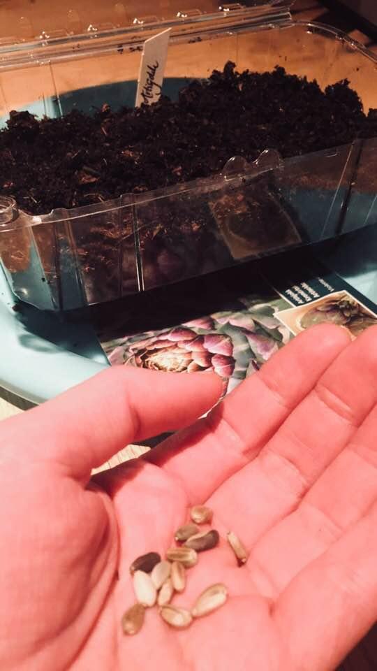 Artisjokkfrø skal i jorda  - 19.januar