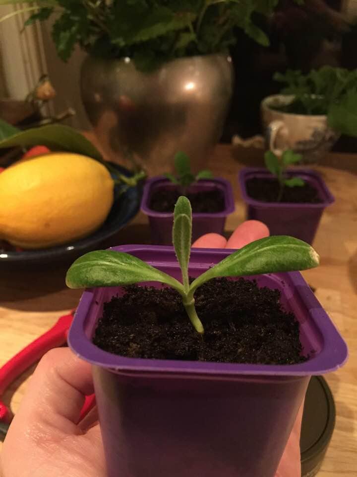 Artisjokkplantene er sterke og fine - 24.februar