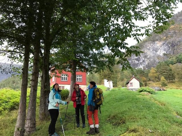 Cedertrealle planta av frø frå Amerika for ca 100 år sidan