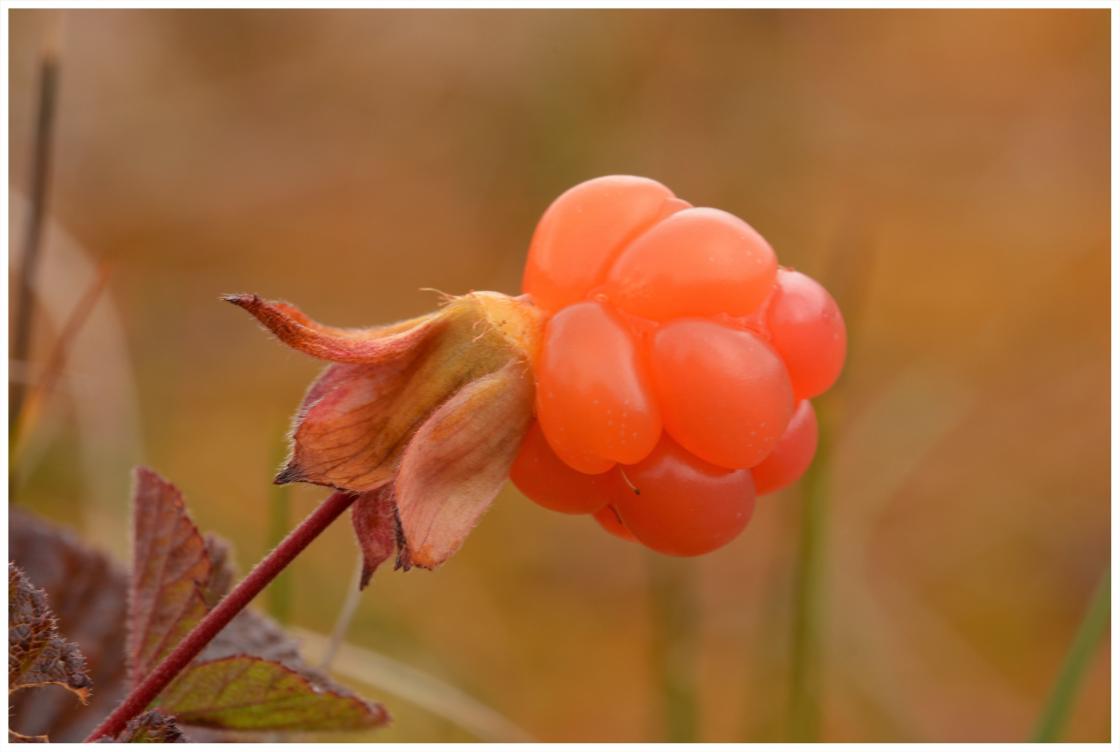 Copyright foto: Kari E. Ask