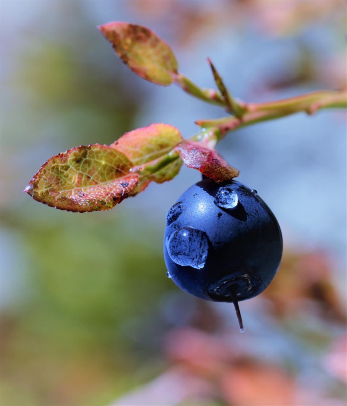 Copyright foto: Kari E. Ask