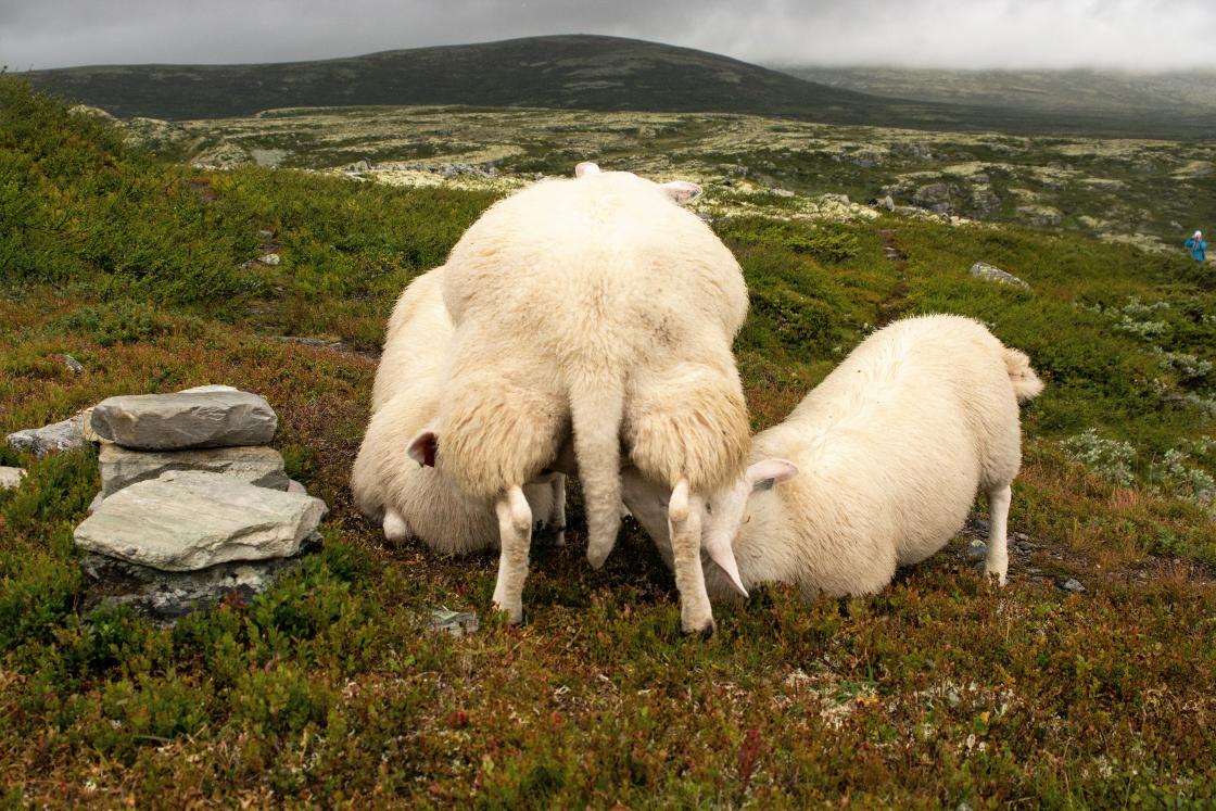 Copyright foto: Kari E. Ask