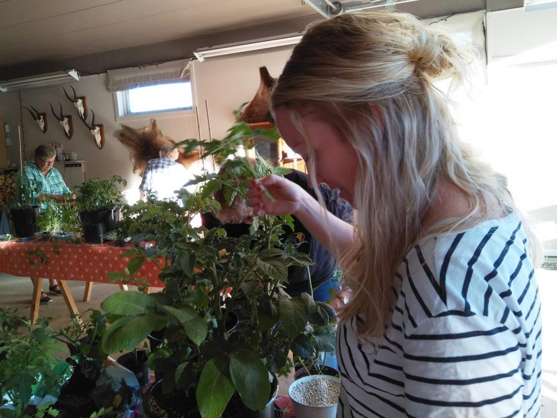 Forberedelse til poding