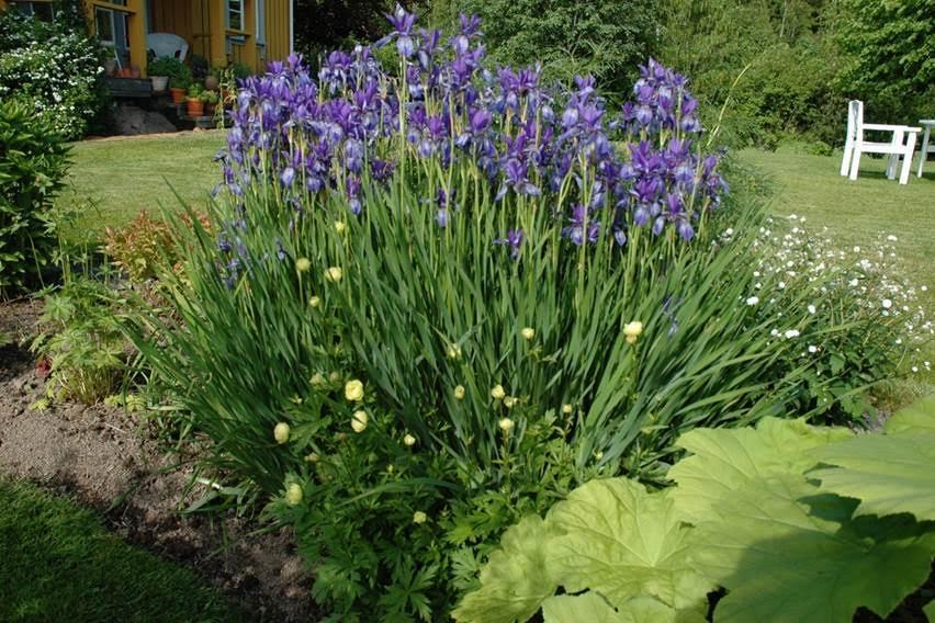 Sibiriris. Foto: Nils Skaarer