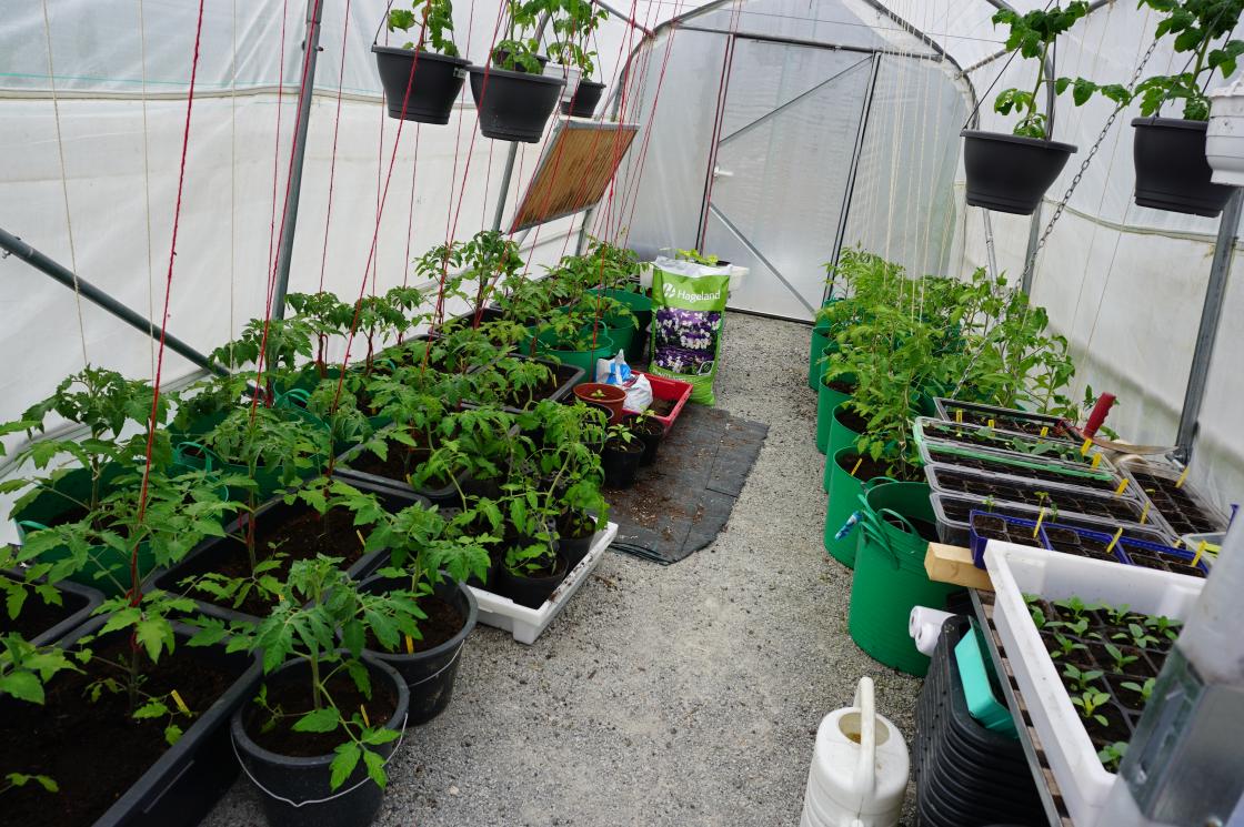 Drivhuset huser tomater, blomster og urter.