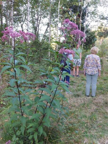Bygdevandring i skogshage