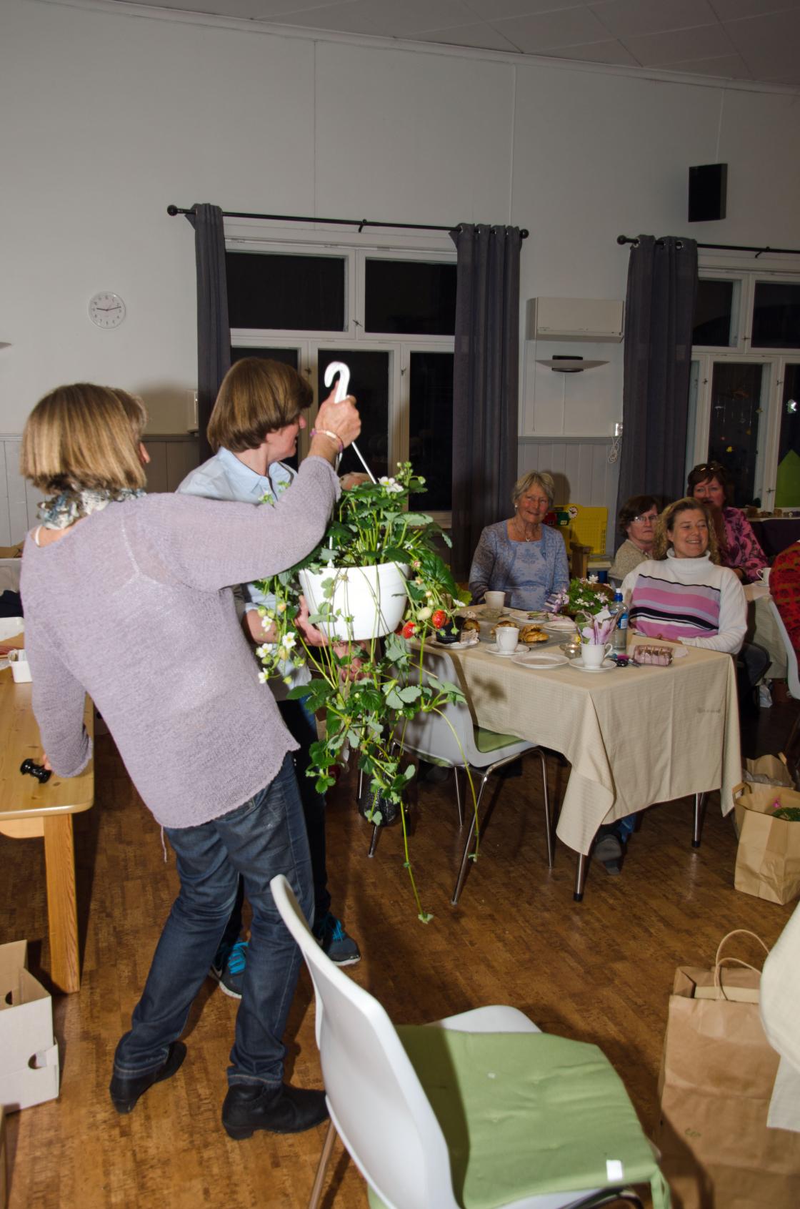 Jordbær i ampel, by på damer, her har du bær hele sommeren