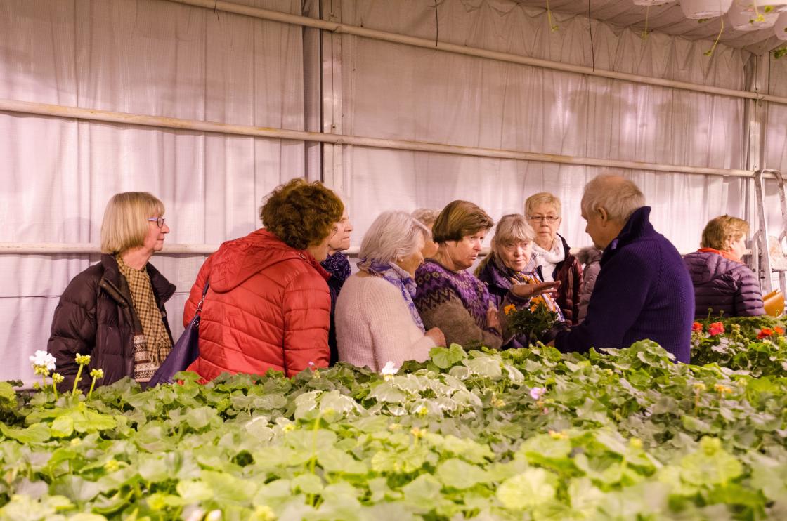 Roar viser en pelargonia og forklarer hva slags stell den vil ha