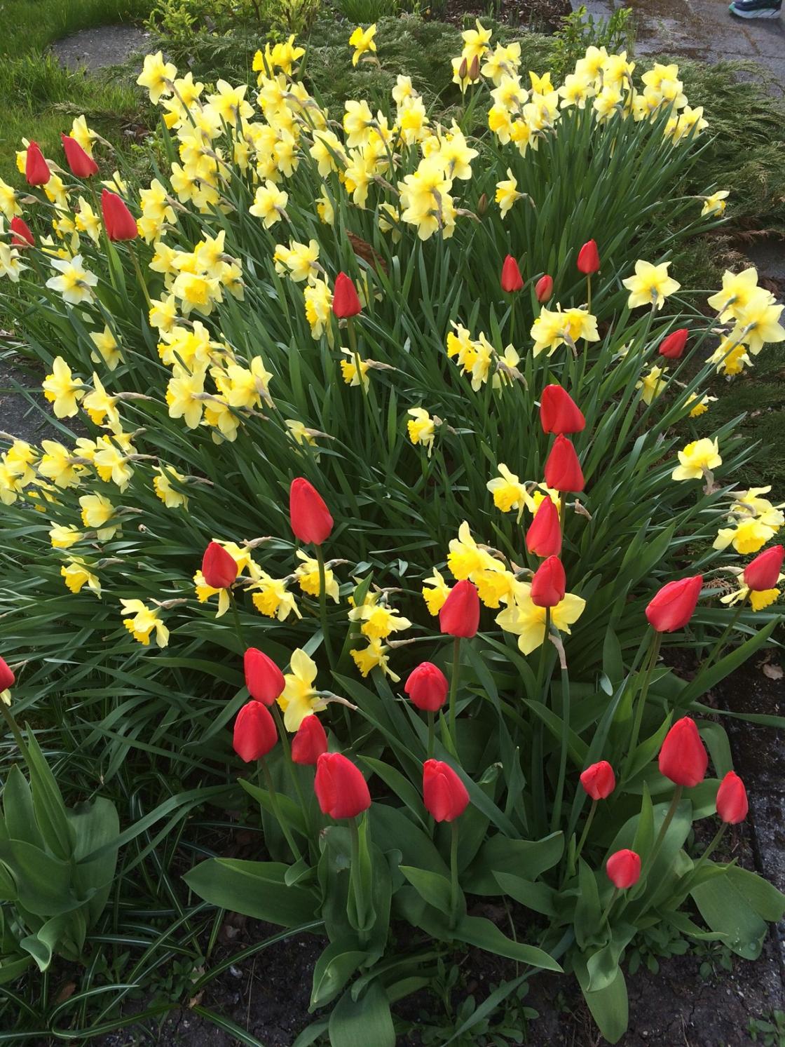 Flotte liljer i blomst .