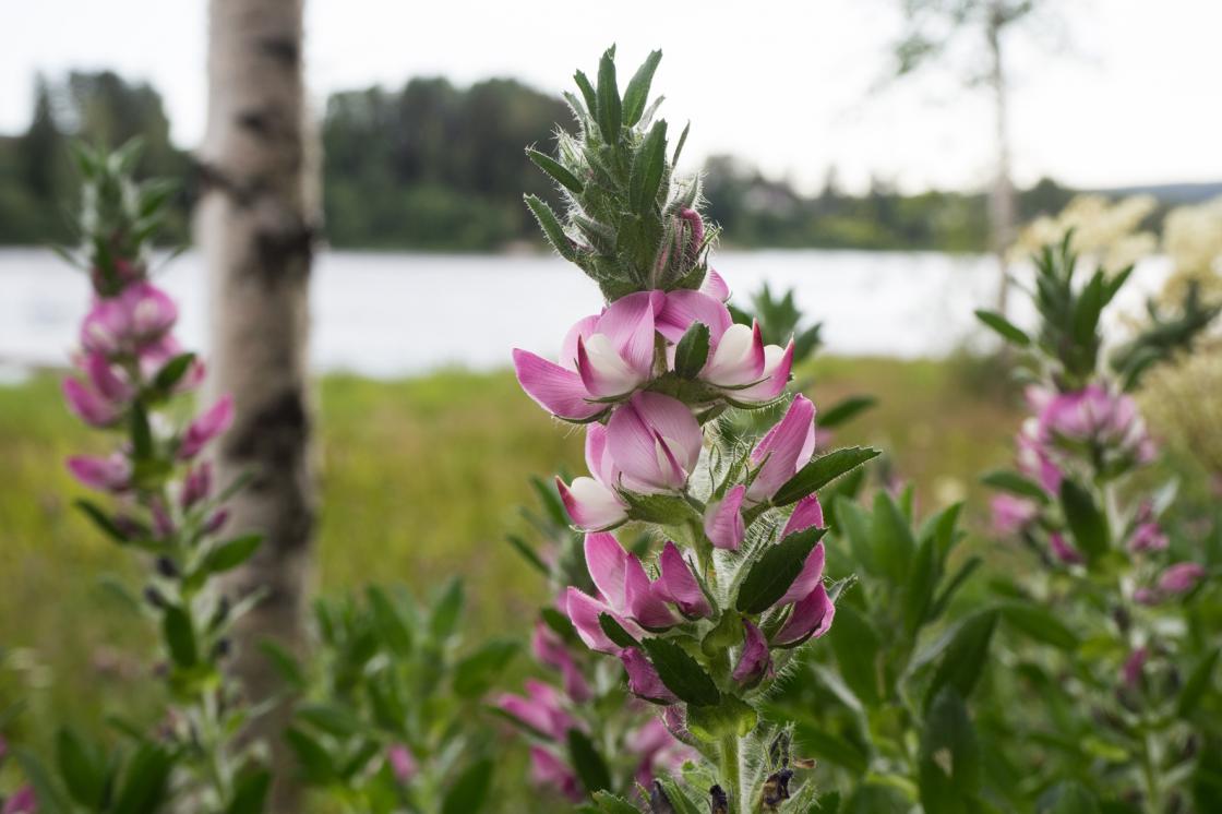 Foto: Ingun M. Orderud fra Sørum Bygdekvinnelag
