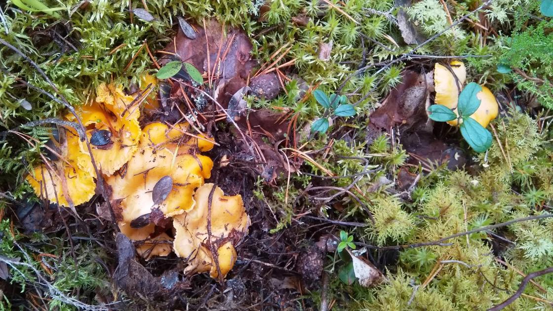 Kantarellen gjemmer seg