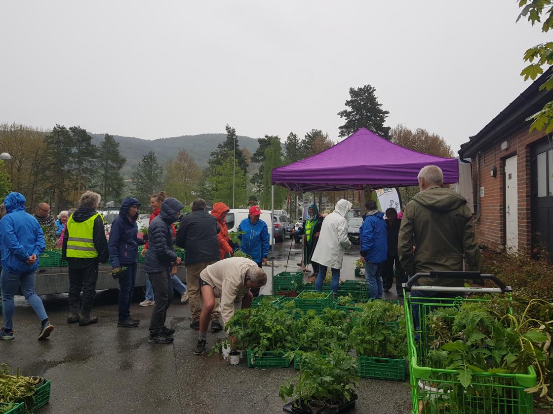 Grøntloppemarked i gråværet