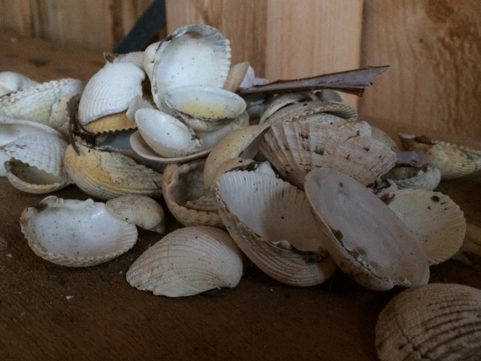 Litt fra vandringa i fjæra