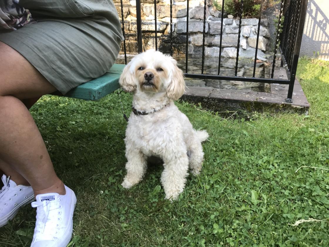 Yngste medlem av bygdekvinnelaget,- Simba!  Ville hjelpe Alfred med synginga!