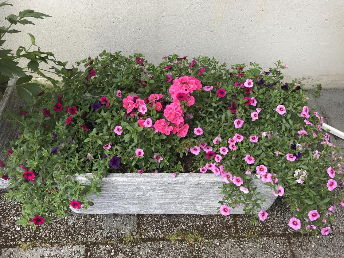 Må vise litt frå hagen i sommar. - Flotte sommarblomster!