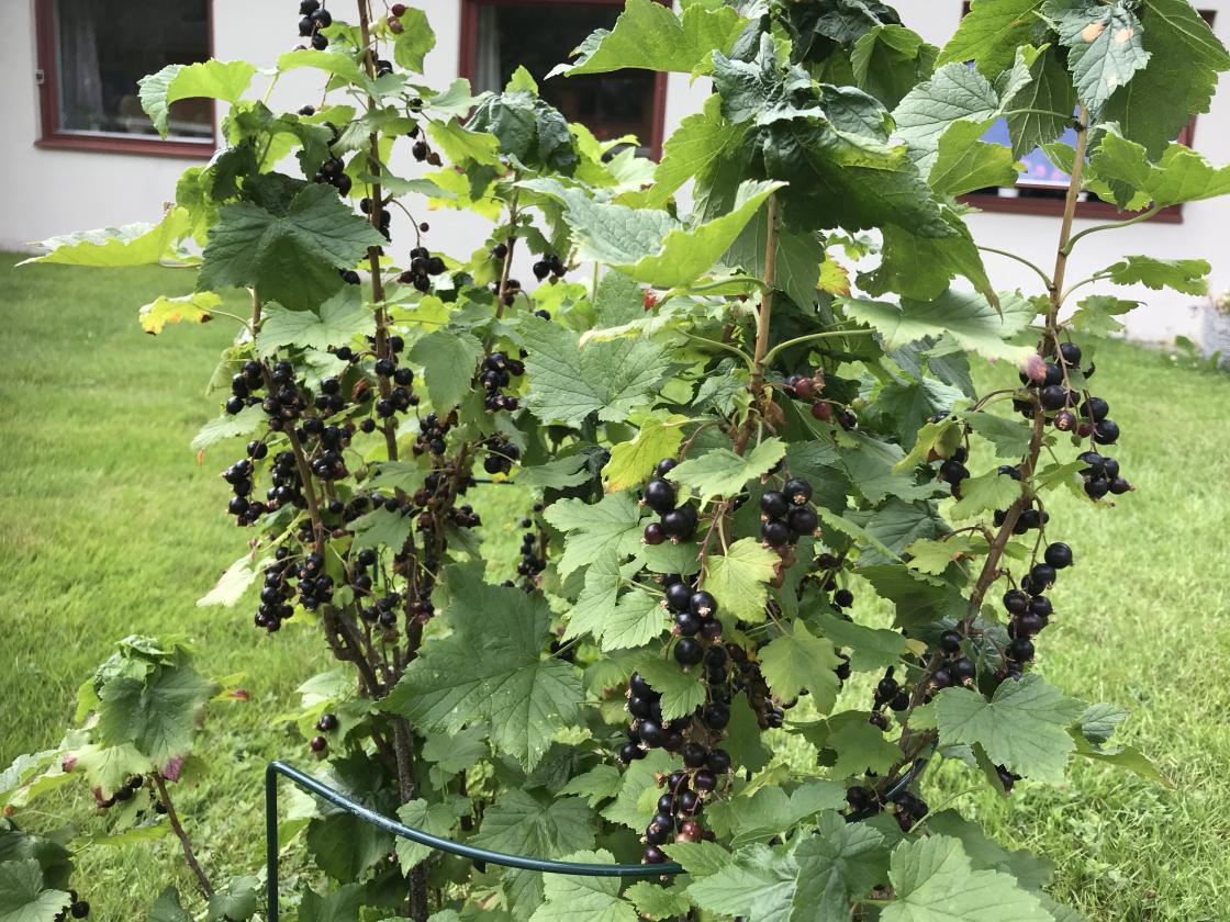 - Frivilligheten er en viktig arena for å komme i kontakt med nærsamfunnet sitt på, forklarer Havva Cukurkaya. Hun oppfordrer bygdekvinnene til å være aktive når det flytter nye innvandrerkvinner inn i nabolaget og invitere dem med på aktiviteter i laget. Foto: Helle Cecilie Berger.