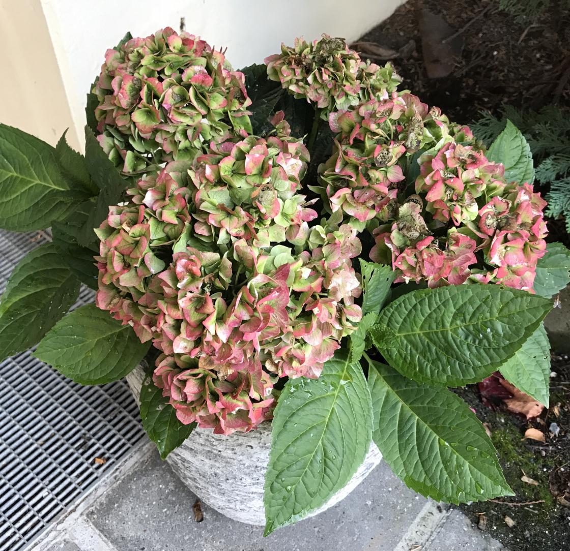 Hortensia utanfor sjukeheimen vart ein suksess! -Like flotte no 26. okt.